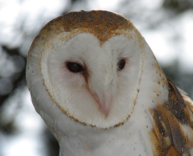 Owls of Ohio Lake Metroparks